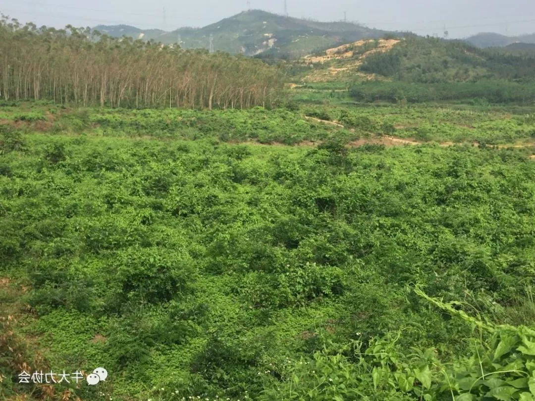 良种良法\牛大力防寒防冻手册