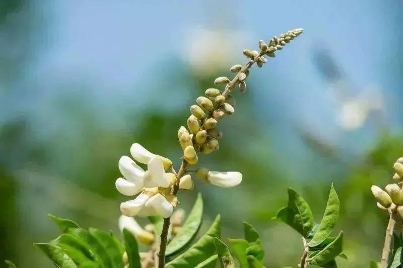 良种良法 | 牛大力种植技术要点