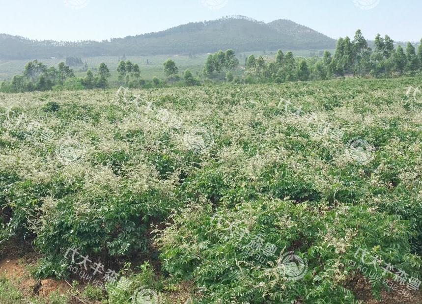 牛大力良种良法-矮化技术