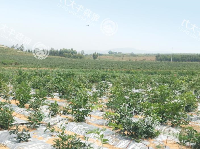 牛大力良种良法--标准化种植